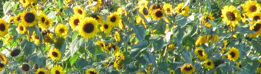 Header-Bild Sonnenblumen